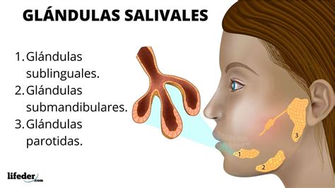 glandulas salivales - glandulas sebaceas